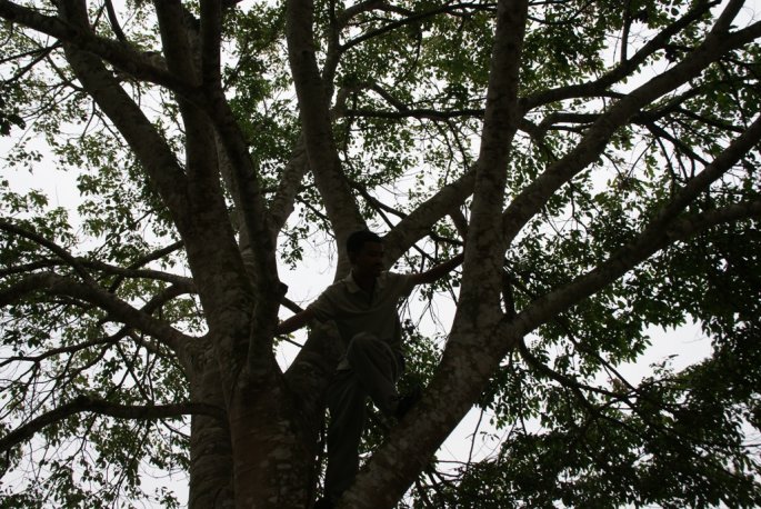 aku panjat pokok jering