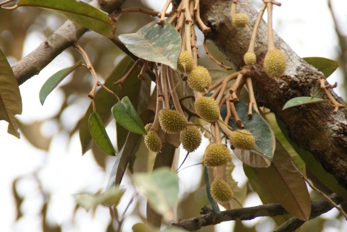 durian kecil
