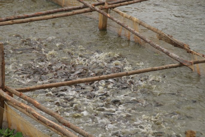 ikan keli
