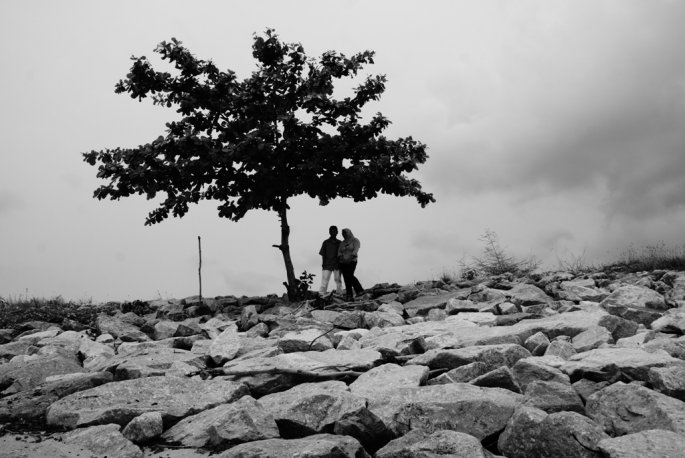 pohon ketapang